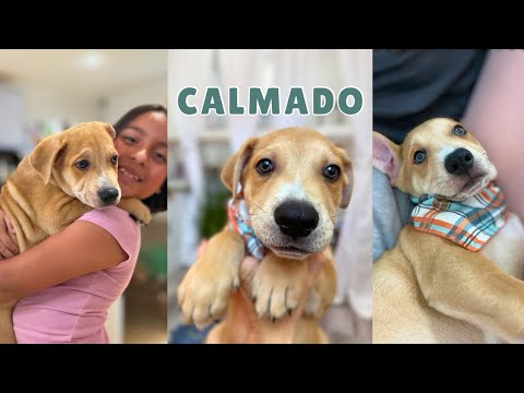 Dog for adoption - Calmado Classic, a German Shepherd Dog &amp; Labrador Retriever Mix in ...