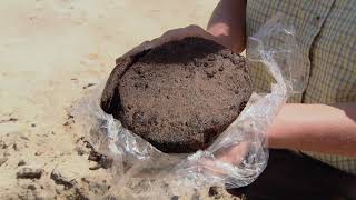 11.000 Jahre alter Wald im Tagebau Cottbus-Nord. Momentaufnahmen 2011 #brandenburg #archaeology