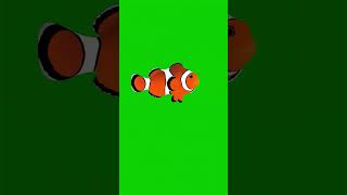 Download lagu Clownfish Nemo fish Green Screen Effect #greenscreen #sea #nemo #clownfish  #fish #chromakey #vfx mp3