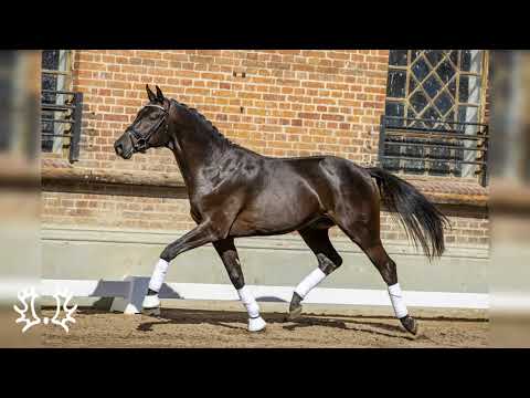 Nr. 32   Hengst "Ivenack" von Schwarzgold - Vivus *2018