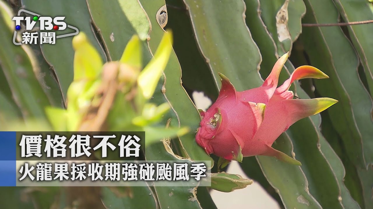 農產認證難懂　推動困難實質意義不大