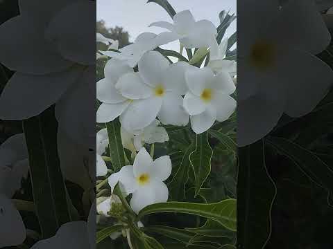 Olha essa flores do jardim