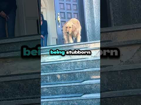 Dog Refuses To Leave Because He Senses Death!