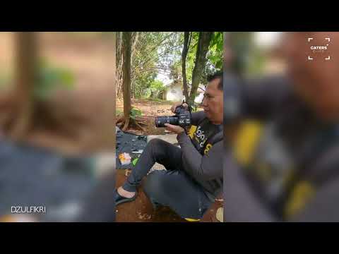 SMALL YET MIGHTY ANTS CARRYING FRUIT THAT'S TEN TIMES THEIR SIZE