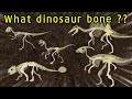 Dinosaur bone puzzle game | Find the dinosaur bones | What did the dinosaurs eat?|공룡의 뼈를 찾아라|딩동TV
