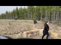 Yellowstone National Park Grizzly Bear Bluff