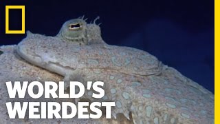 World's Weirdest - Flounder is Master of Disguise