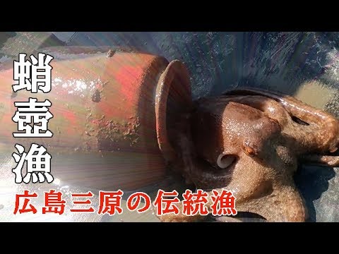 広島三原のタコつぼ漁（蛸壺漁） ｜ Traditional Octopus Pot Fishing in Japan