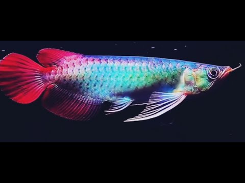 Best Top 10 Royal Grade Arowana Fish | Arowana Fish with Royal Colors - The Dragon Fish
