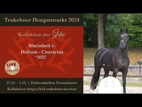 58 - Rheinheit - Stute v. Helium - Couracius *2022