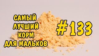Как сделать приманку для мальков гуппи