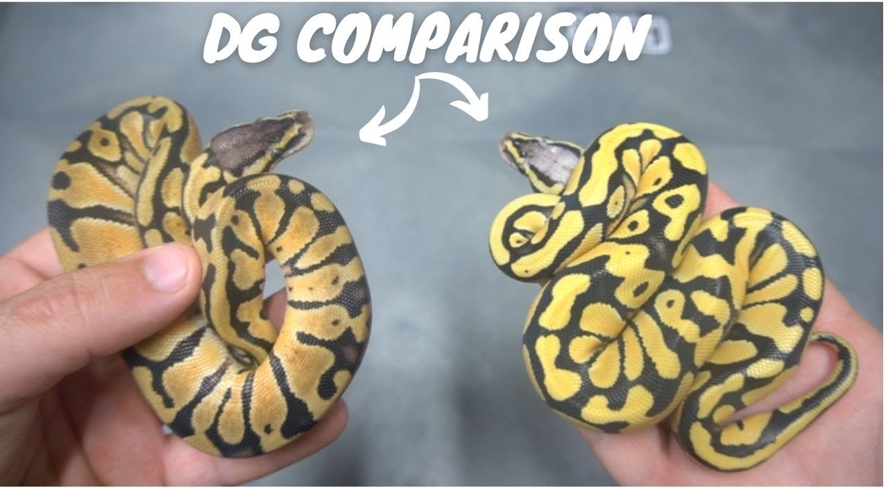 Insane Desert Ghost Combos! Comparisons!!!!