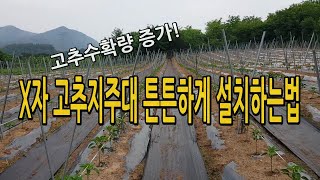 X자 고추지주대 짱짱하게 설치하는법 / 가지를 벌려주어 다수확 병충해 감소