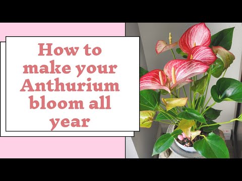 , title : 'The secret in making  my Anthurium bloom all year: care tips