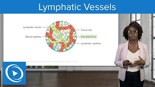 Lymphatic Vessels – Physiology | Lecturio Nursing