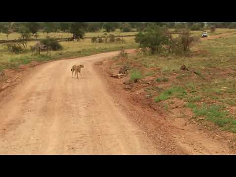 Cheetah kills impala but then a hyena steals the kill. GRAPHIC
