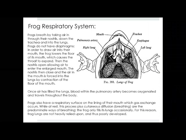Wymowa wideo od subphylum Vertebrata na Angielski Wymowa wideo od subphylum Vertebrata na Angielski