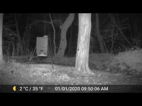 Bone chilling Coyote Pack Howling.