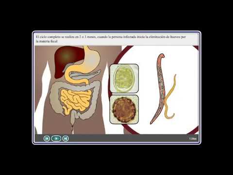 Cryptosporidium and giardia cysts