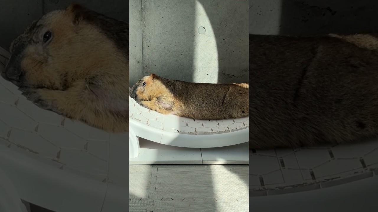 A Marmot’s Elegant Lunch Break #mamochi #marmot #shorts