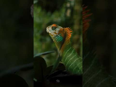 I Found a Real-Life Dragon in My Garden! 🐉 #mobilephotography #wildlifephotography #animal #shorts