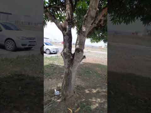 Palmares, Pernambuco, Brasil