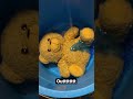 Cleaning Up A Teddy Bear Up Teddy Bear Restoration