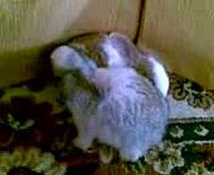 cute baby rabbit - cleaning time