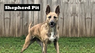 07 Questions About Shepherd Pit People Also Ask  | German Shepherd Pitbull Mix