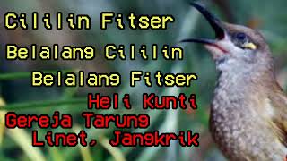 Download lagu Masteran burung kombok Kombinasi cicilin, fitser, belalang, heli, kunti, gereja, linet, jangkrik mp3 Download lagu Masteran burung kombok Kombinasi cicilin, fitser, belalang, heli, kunti, gereja, linet, jangkrik mp3