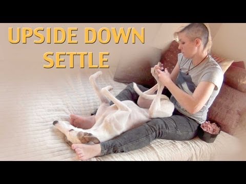 STOP UNWANTED behaviors with BACK UP