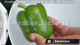 Another Growing Season Comes to an End | October Garden Tour