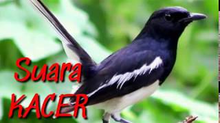 Download lagu Suara Indah Burung KACER Mp3 mp3
