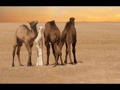 20 incredible facts about Camels that will amaze you!!!
