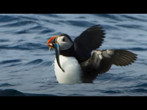 Beautiful Nature Moment: Puffin Goes Hunting For His Chick