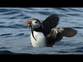 Puffin Hunts Fish To Feed Puffling Blue Planet II BBC Earth