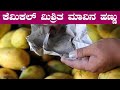 How to know if chemicals have been added to mango fruit is easy How to find inorganic mangoes