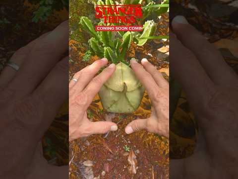 Stranger Things! The Demogorgon. Season 5. Can’t Wait! #StrangerThings #Demogorgon #TheDemogorgon