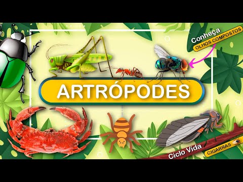ARTRÓPODES - A MAIOR DIVERSIDADE DE ANIMAIS DO PLANETA.