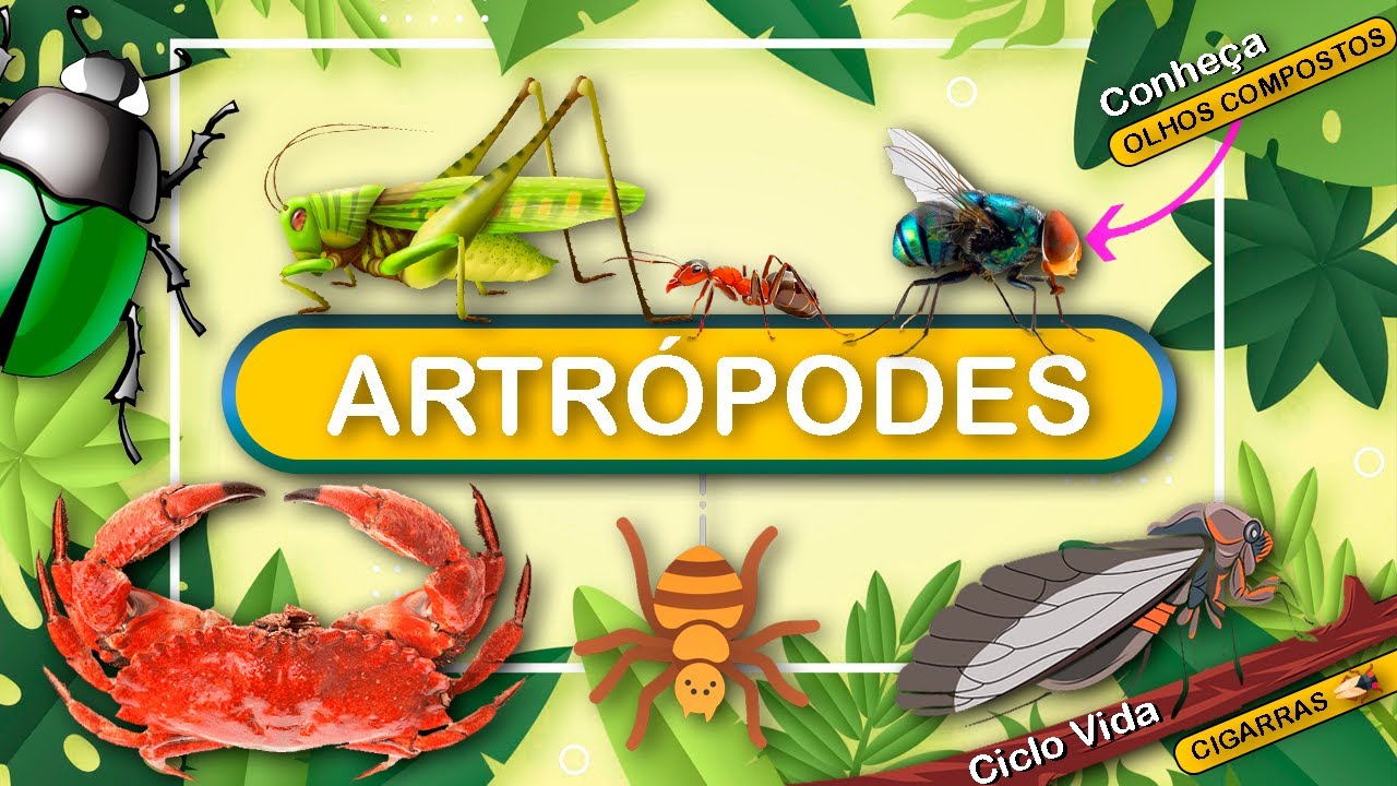 ARTRÓPODES - A MAIOR DIVERSIDADE DE ANIMAIS DO PLANETA.