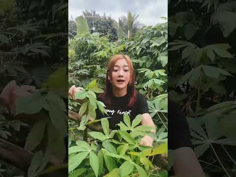 Susi Ngapak Metik Daun Singkong