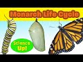 The Amazing Monarch Life Cycle Narrated For Elementary Science Lessons