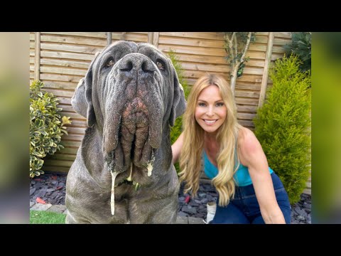DER NEAPOLITANISCHE MASTIFF – EIN RIESIGER UND GEFÄHRLICHER WACHHUND? Mastino Napoletano