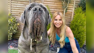 Download lagu THE NEAPOLITAN MASTIFF - HUGE & DANGEROUS GUARD DOG? Mastino Napoletano mp3 Download lagu THE NEAPOLITAN MASTIFF - HUGE & DANGEROUS GUARD DOG? Mastino Napoletano mp3