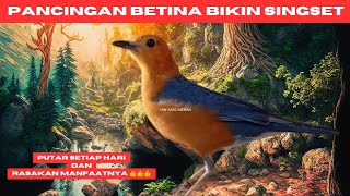 Download lagu PANCINGAN BETINA BIKIN SINGSET || DIJAMIN 100% KENCENG NGECIT BETINA/JANTAN PASTI BUNYI mp3