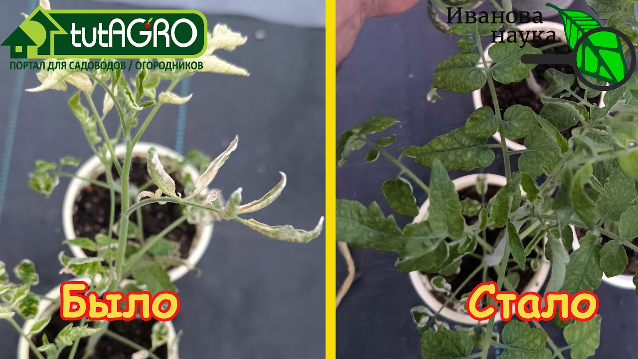 ОДНОЙ КАПЛЕЙ спас всю рассаду! Скорая помощь рассаде: даже хилая становится ?