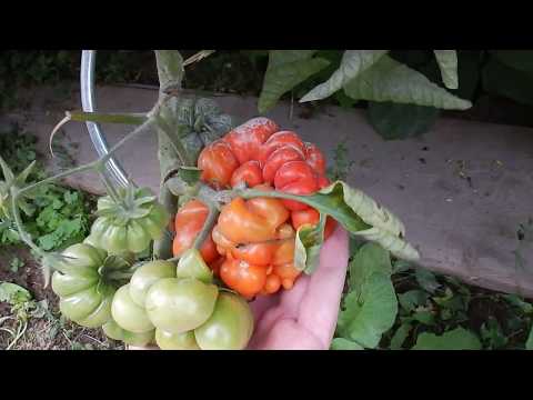 Beet anlegen mit Teichfolie und Tomatenupdate