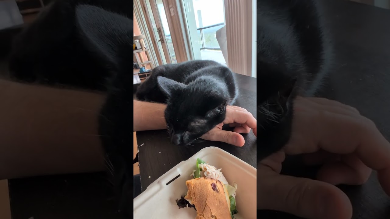 Giving Clinton the cat the best life