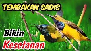 Download lagu Masteran Sogon Gacor | Suara Burung yang Dahsyat untuk Kompetisi & Latihan Harian mp3