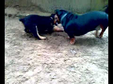 rottweiler puppy and dachshund.mp4